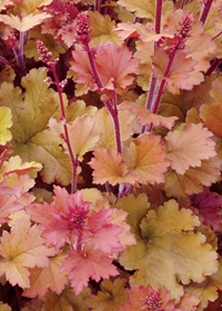 Heuchera  'Marmalade'